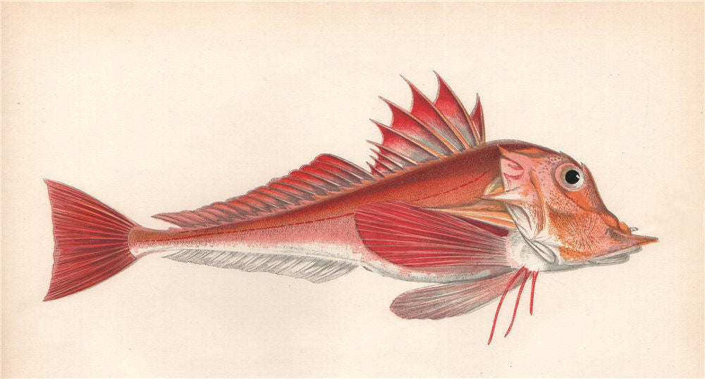 PIPER. Trigla Iyra. COUCH. Fish 1862 old antique vintage print picture